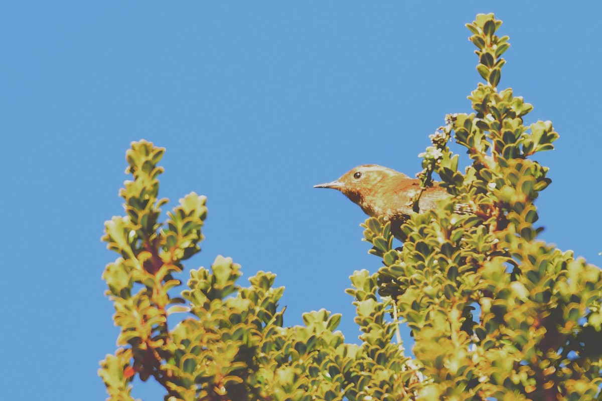 Santa Marta Wren - ML210908841