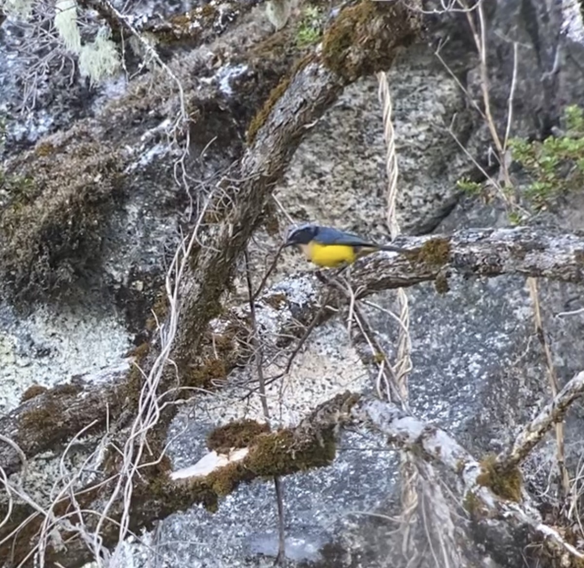 Buff-breasted Mountain Tanager (Carriker's) - ML210909641