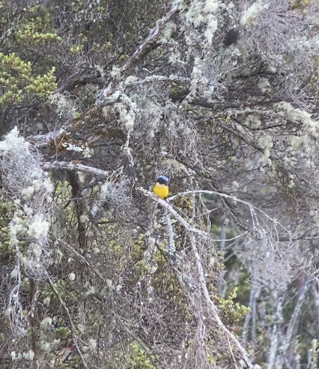 Buff-breasted Mountain Tanager (Carriker's) - ML210909651