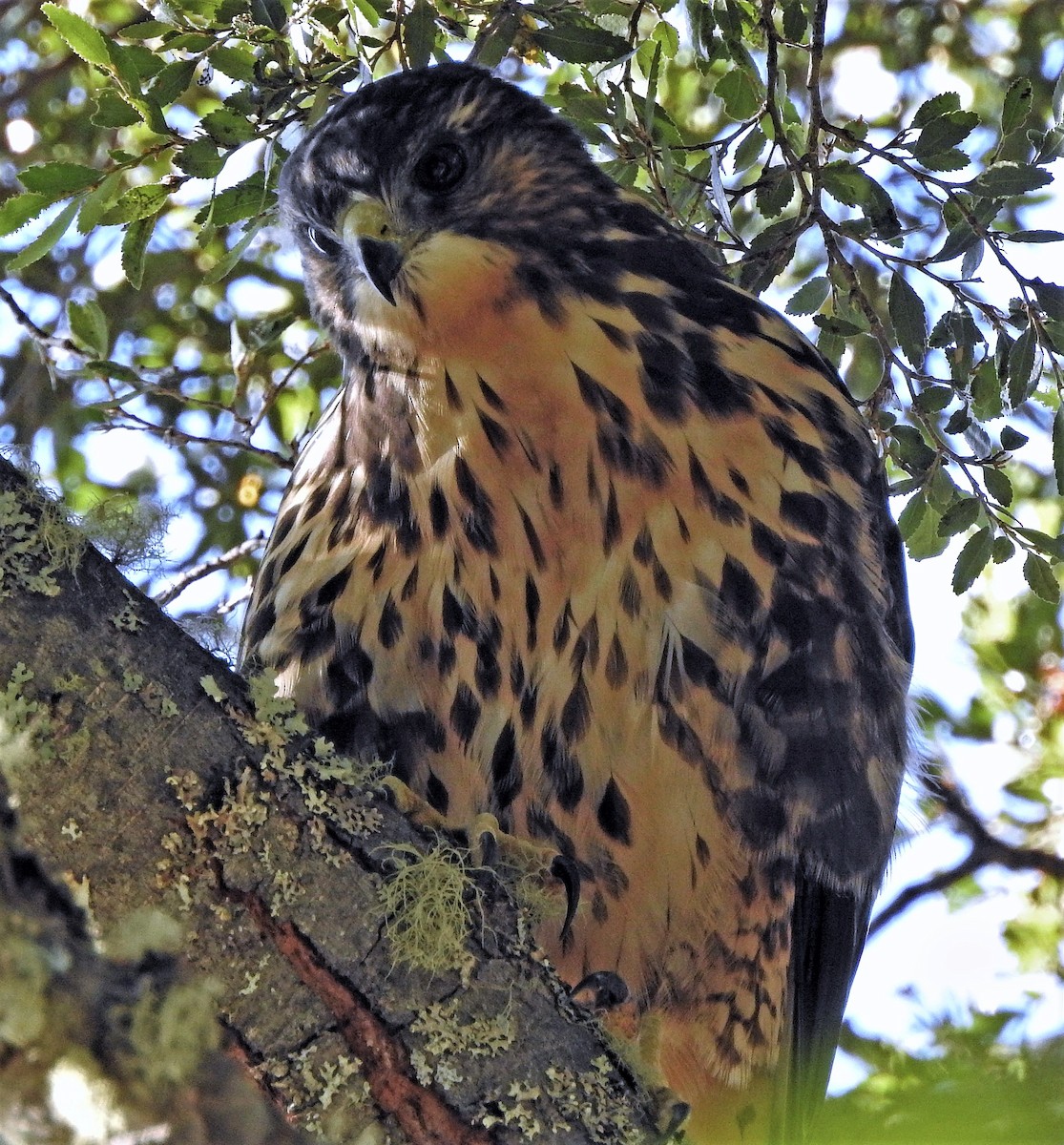 Weißkehlbussard - ML210909921