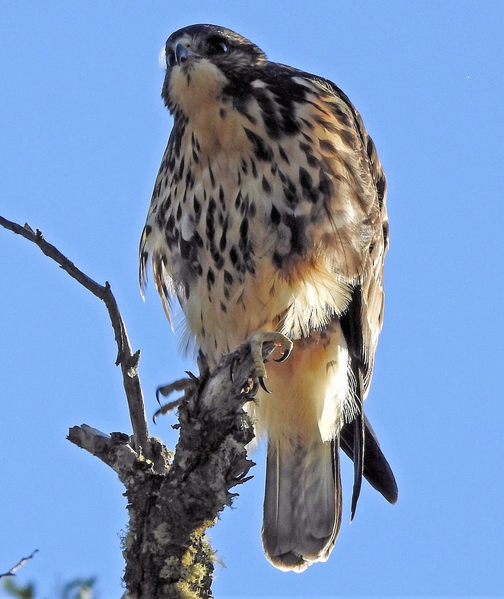 Weißkehlbussard - ML210910241