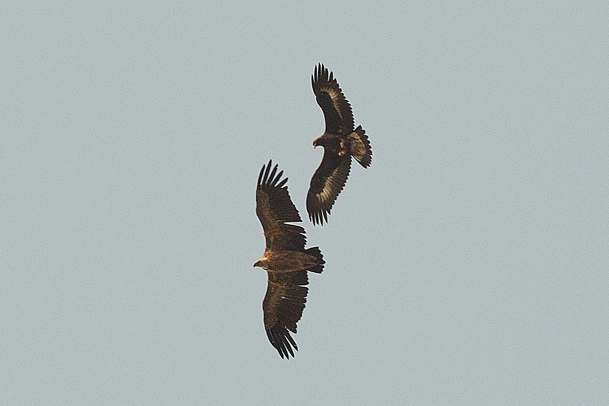 Águila Real - ML210915331