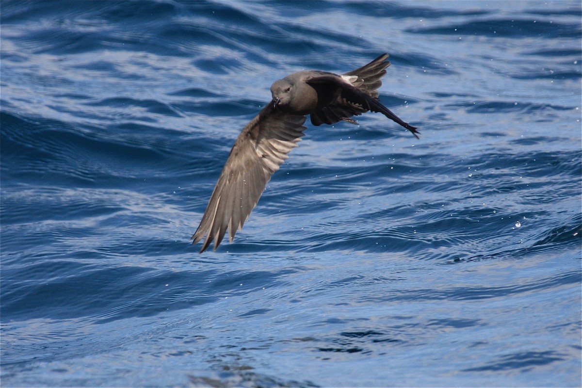 Leach's Storm-Petrel - Detcheverry Joël