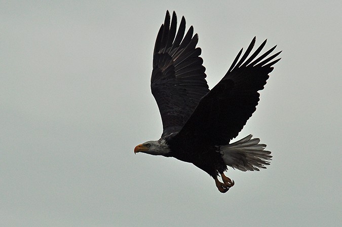 Bald Eagle - ML210917861