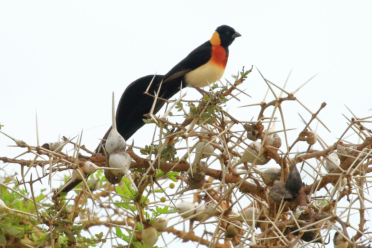 Eastern Paradise-Whydah - ML210918261