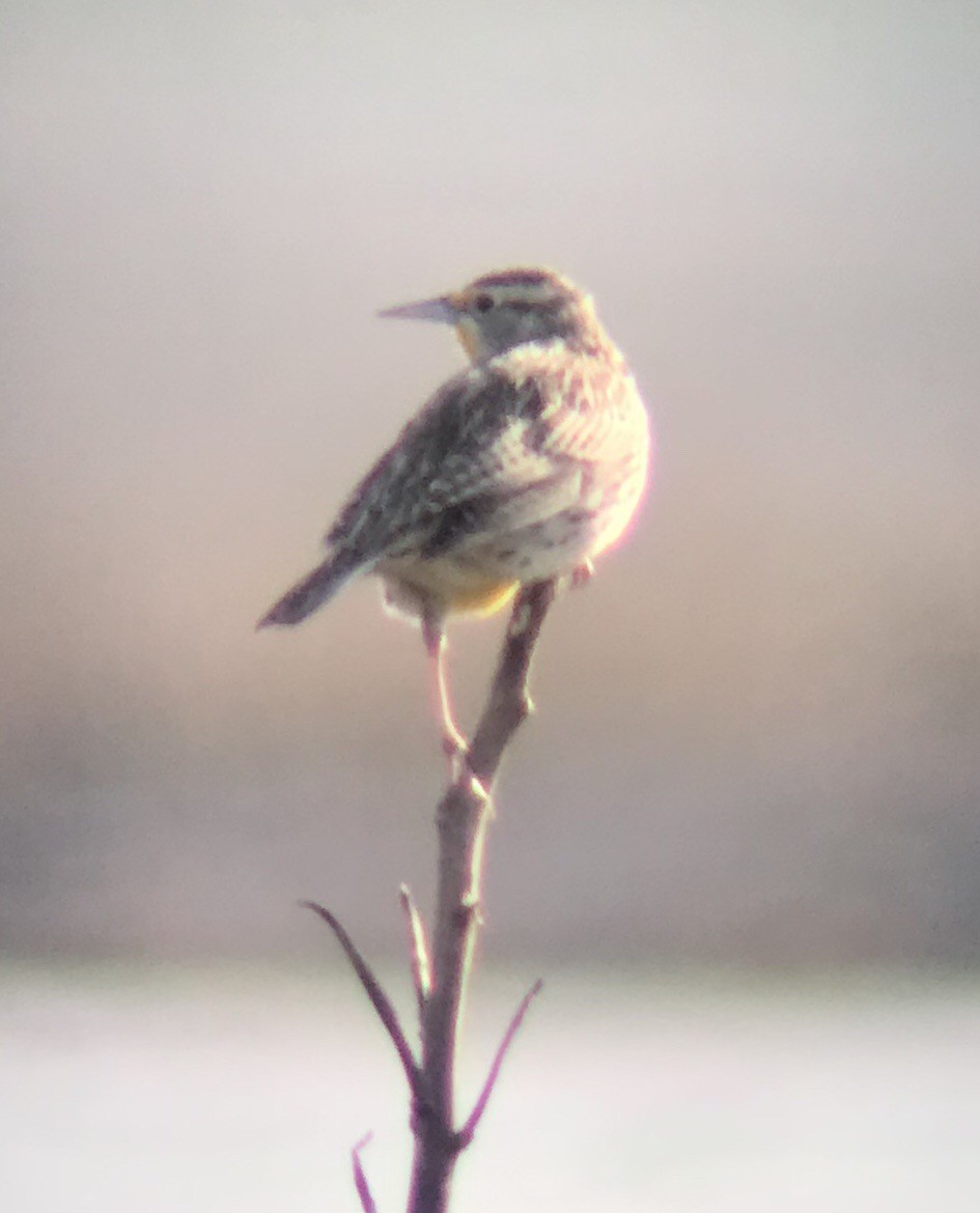 Western Meadowlark - Timothy P. Jones