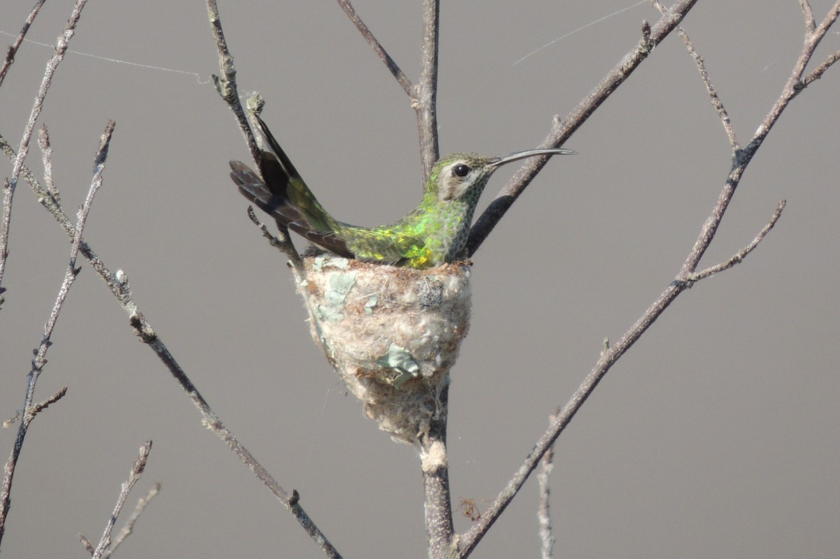 White-tailed Goldenthroat - Peter Bono