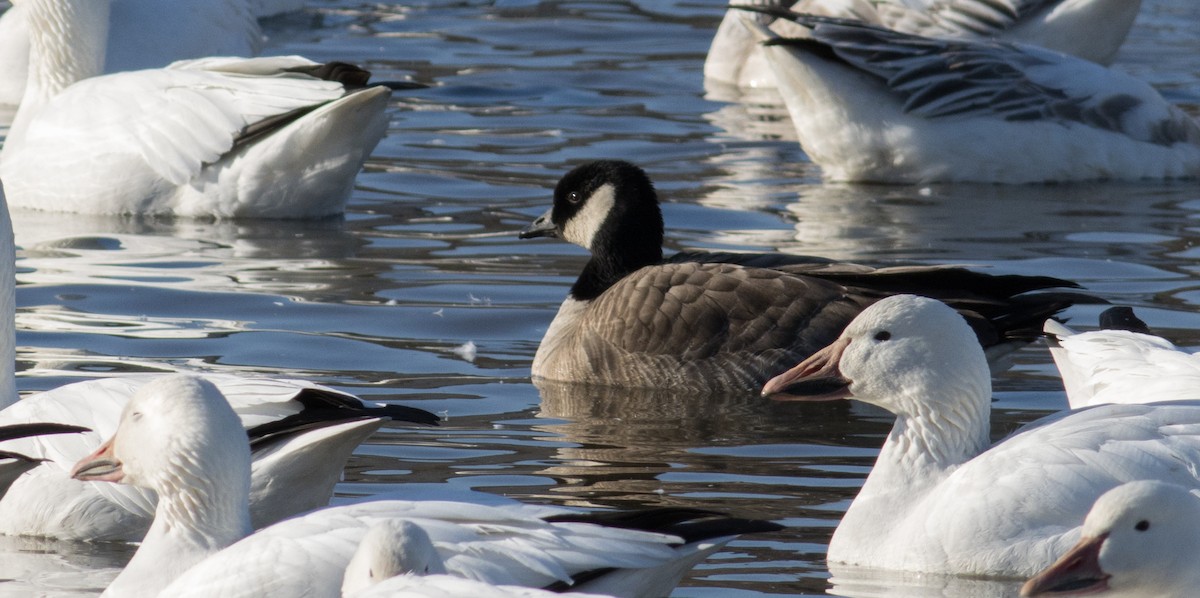 Cackling Goose - Mary Coomer