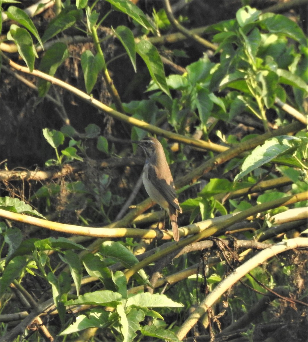 Bluethroat - ML210922501