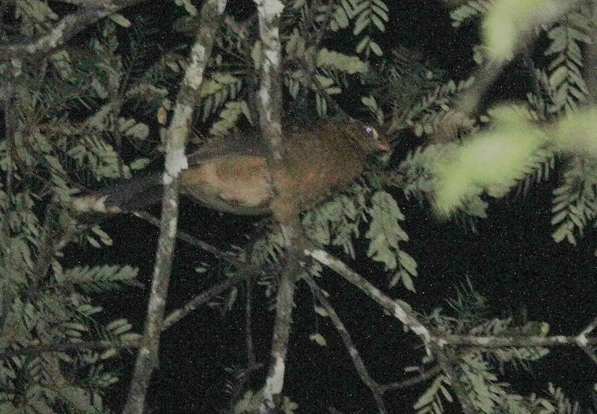 Nocturnal Curassow - ML21092421