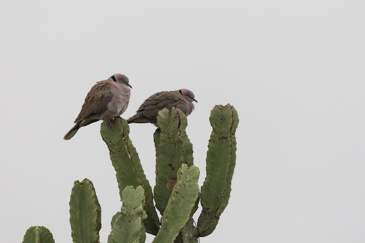 Mourning Collared-Dove - ML210924411