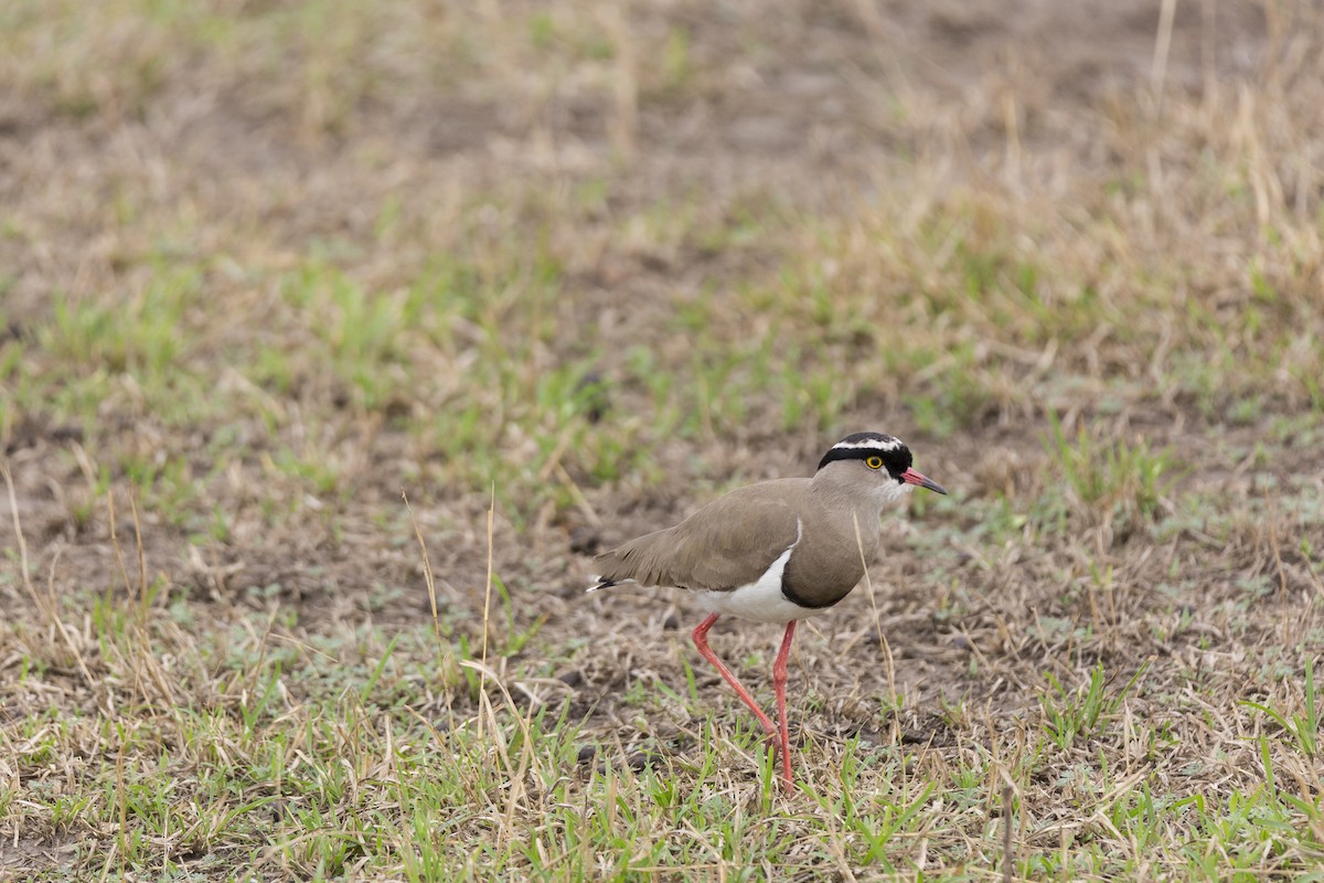 Crowned Lapwing - ML210924441
