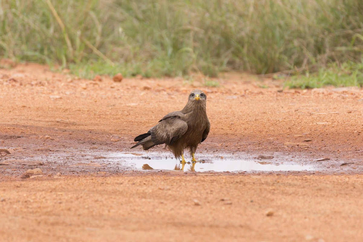 Black Kite (Yellow-billed) - ML210924651