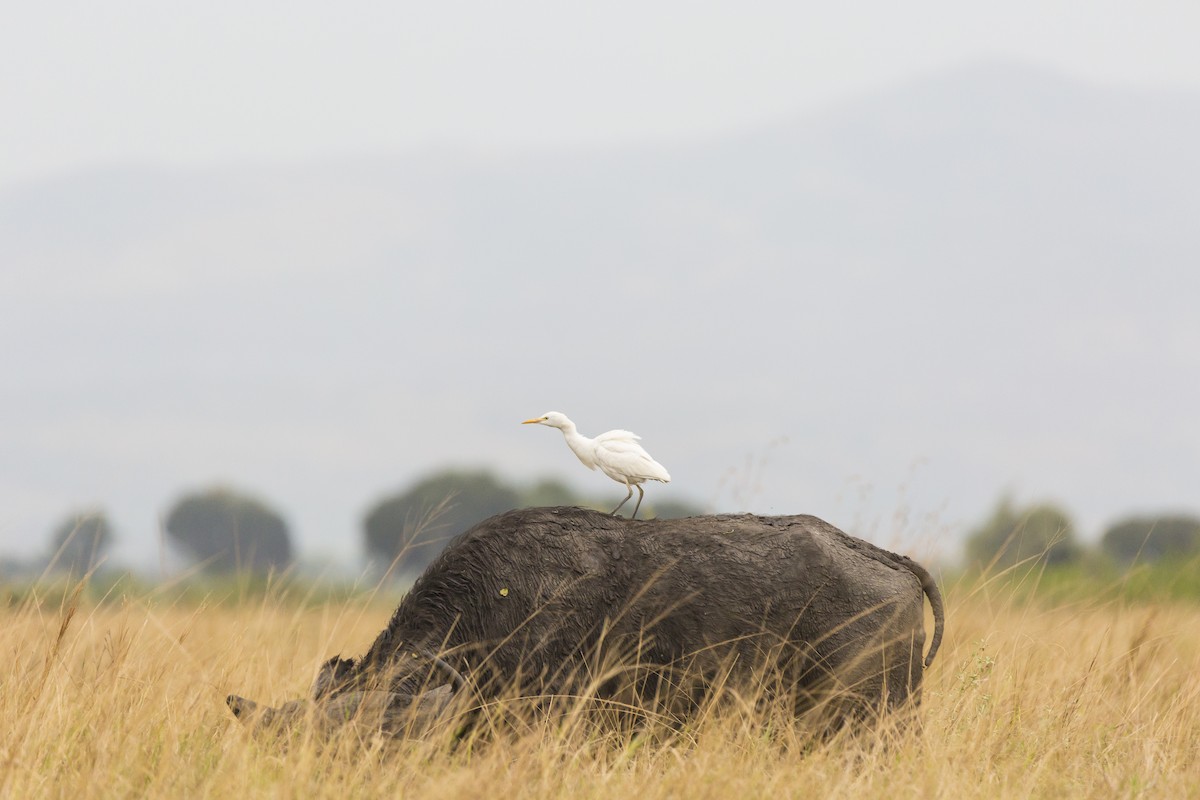 Western Cattle Egret - ML210924661