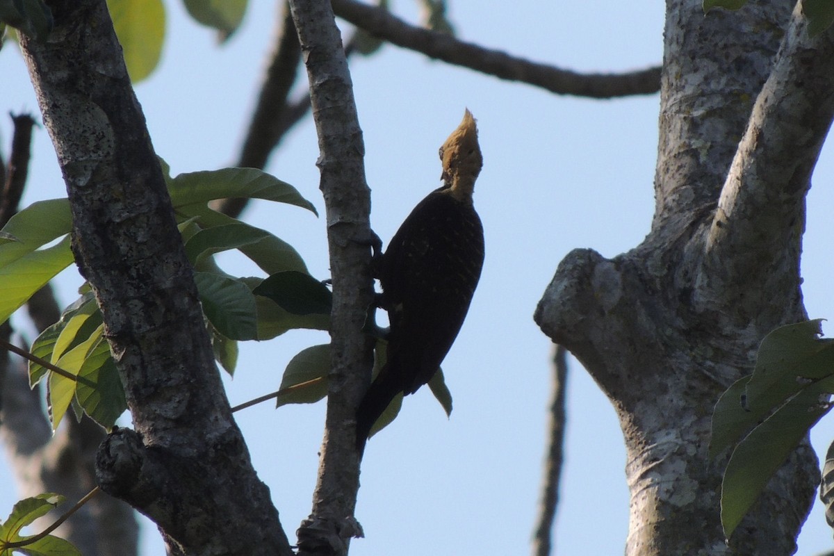 Pale-crested Woodpecker - Peter Bono