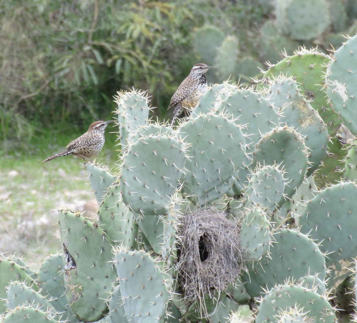 Cactus Wren - ML210925261