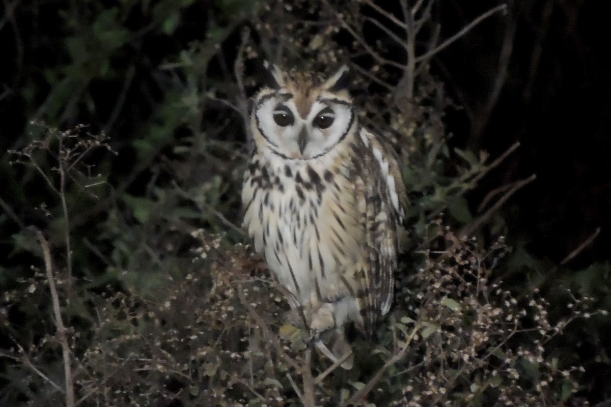 Striped Owl - ML21092621