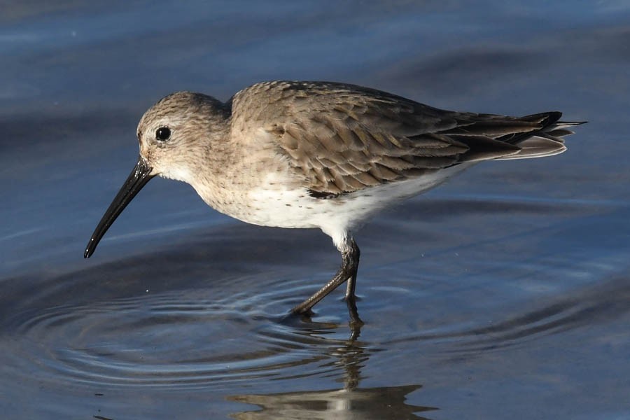 Dunlin - ML210927621