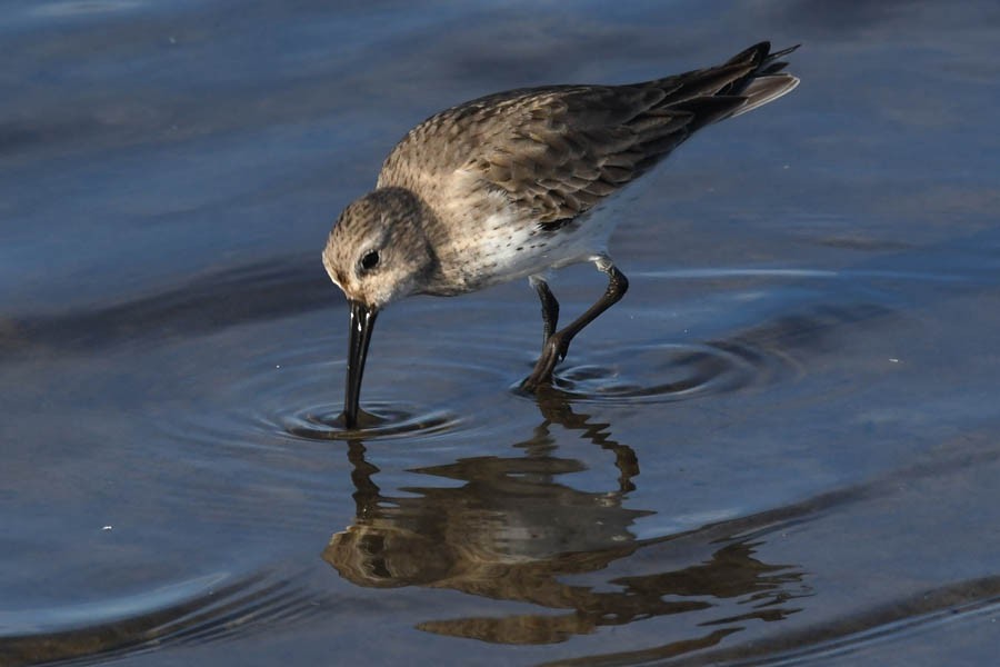 Dunlin - ML210927631