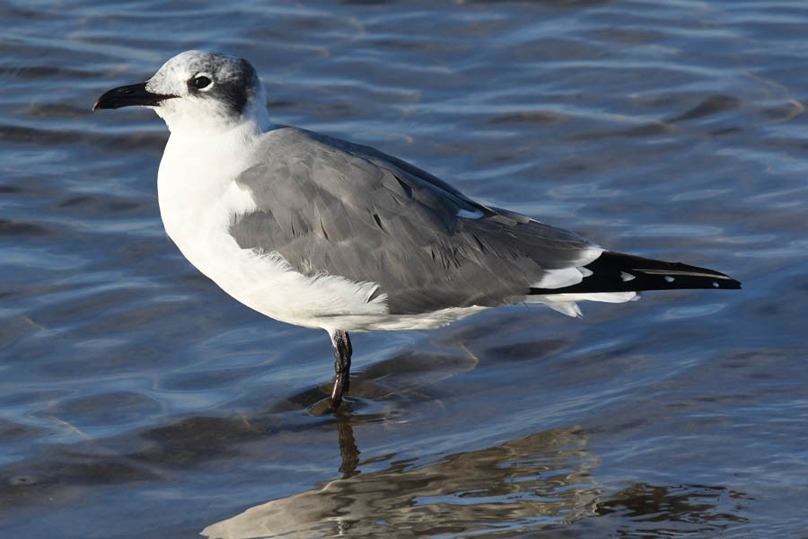 Laughing Gull - Troy Hibbitts