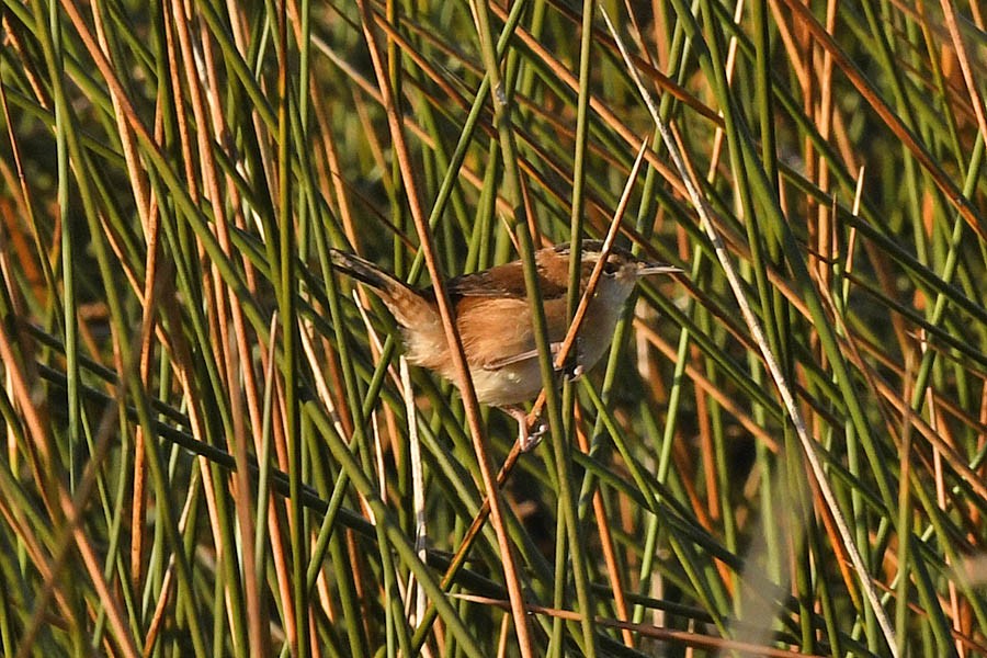 Marsh Wren - ML210928001