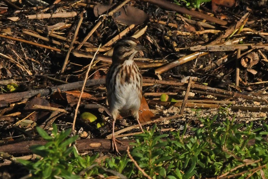 Song Sparrow - ML210928021