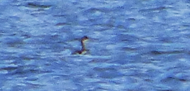 Eared Grebe - ML21092821