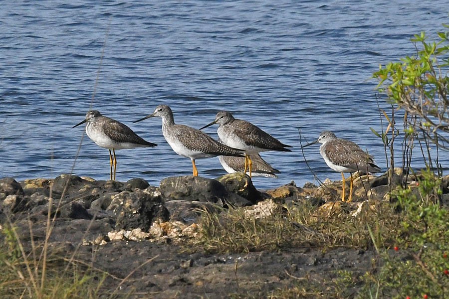 Greater Yellowlegs - Troy Hibbitts