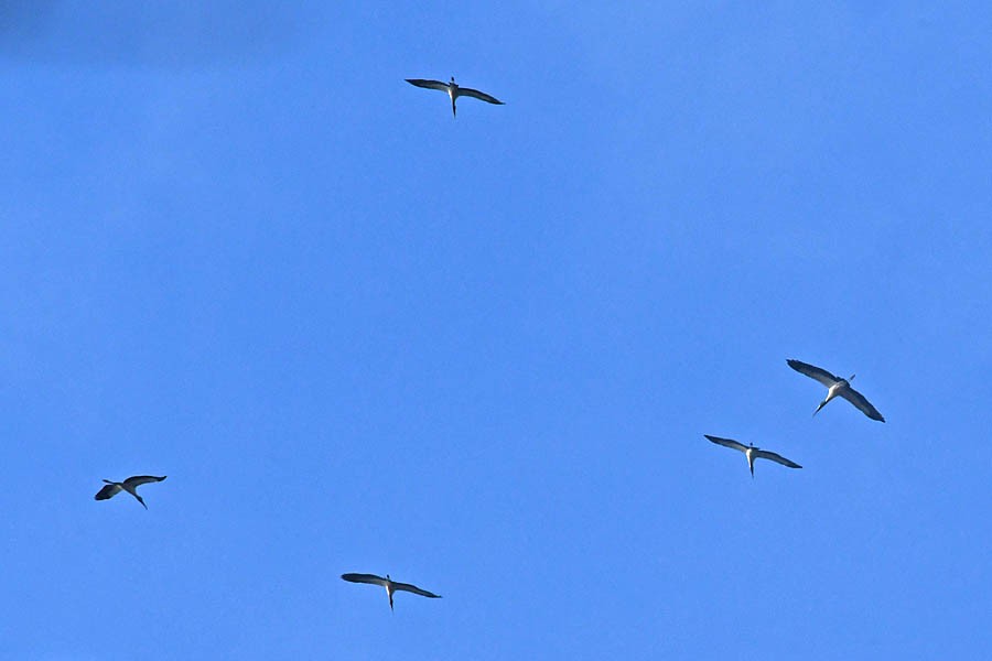 Wood Stork - Troy Hibbitts