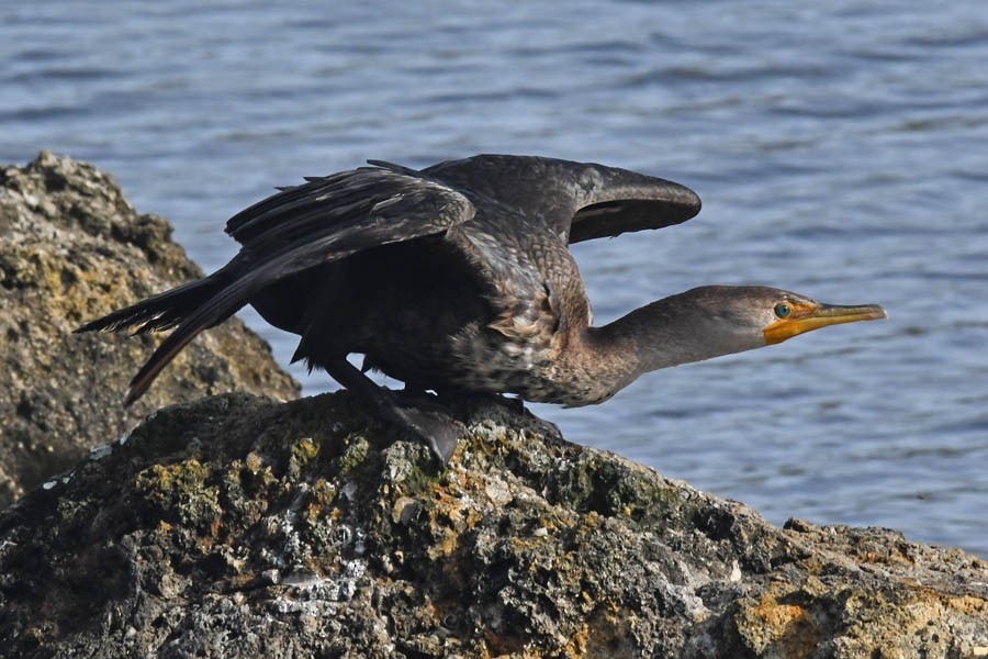 Cormoran à aigrettes - ML210928411