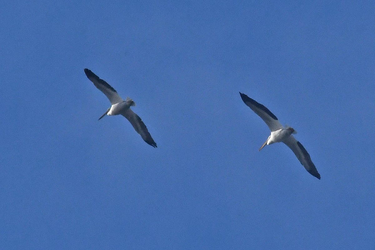 American White Pelican - ML210928431