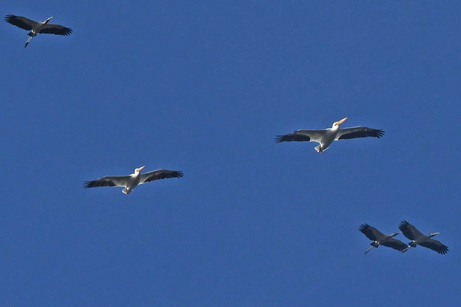 Pélican d'Amérique - ML210928441