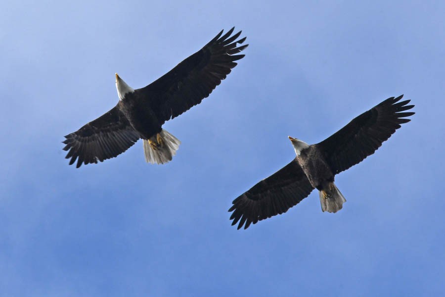 Pygargue à tête blanche - ML210928461