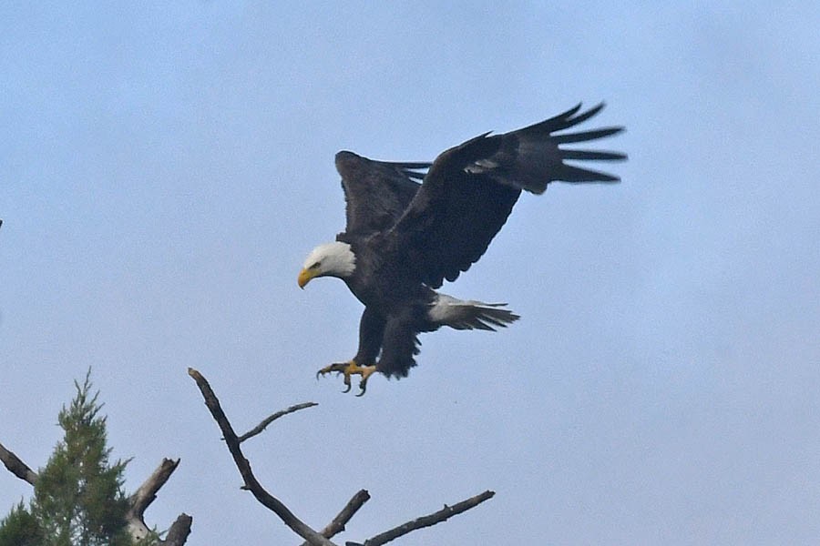 Pygargue à tête blanche - ML210928481