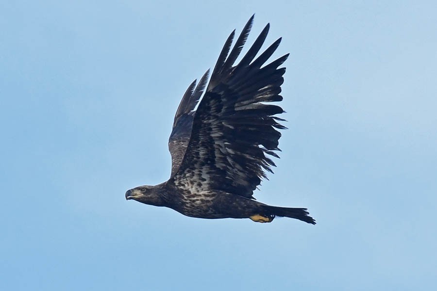 Bald Eagle - Troy Hibbitts