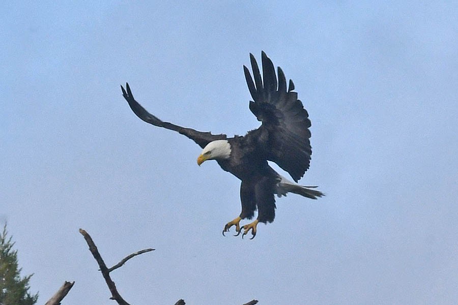 Bald Eagle - ML210928501