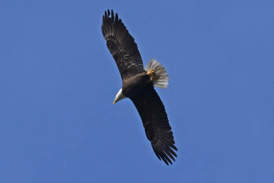 Bald Eagle - Troy Hibbitts