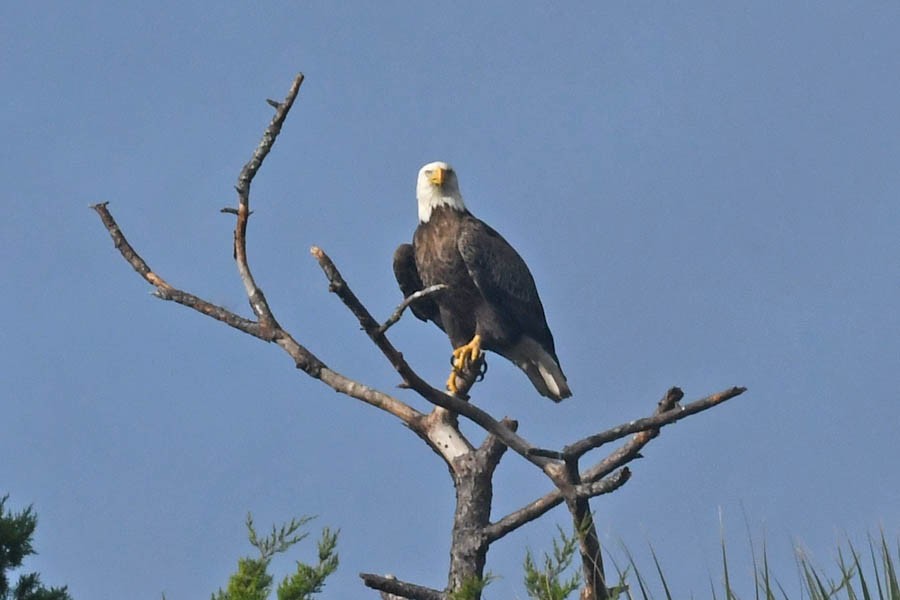 Bald Eagle - ML210928521