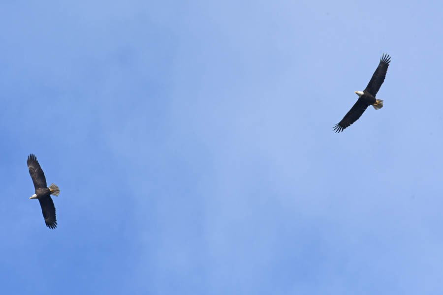 Bald Eagle - ML210928531