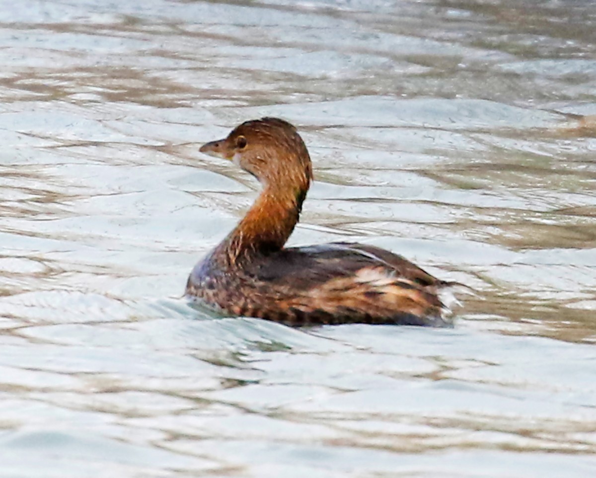 Pied-billed Grebe - ML210928541