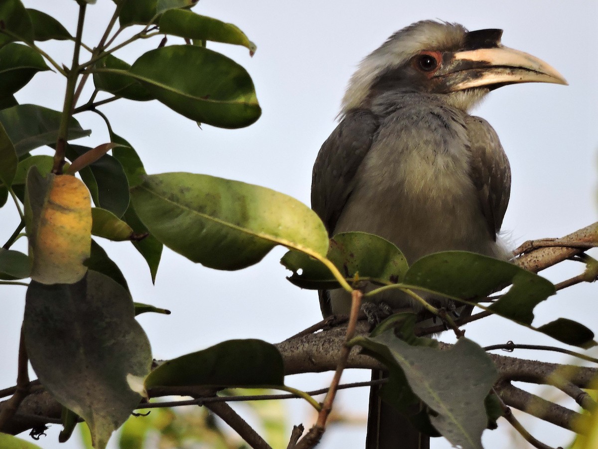 Indian Gray Hornbill - ML210928741