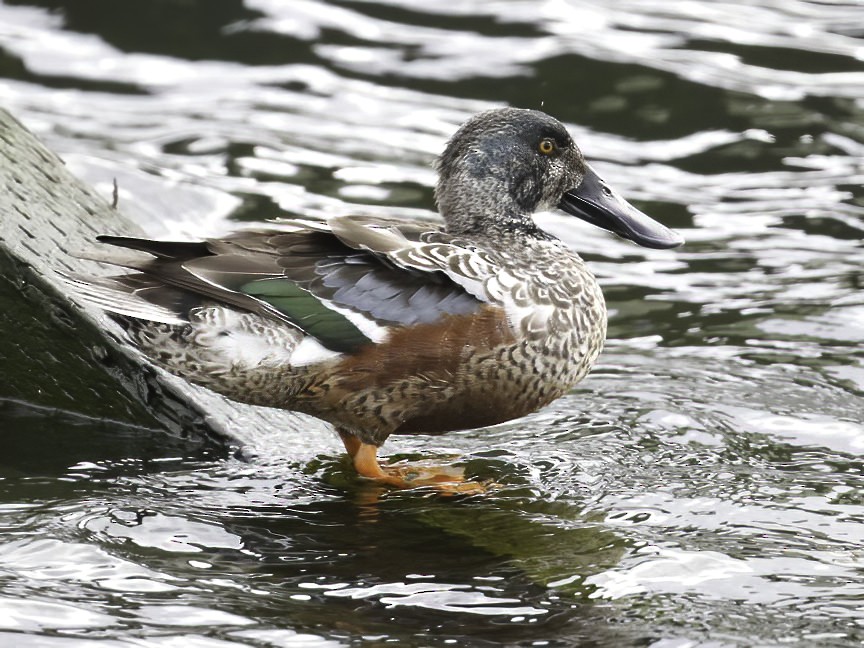 Northern Shoveler - Mark Dennis