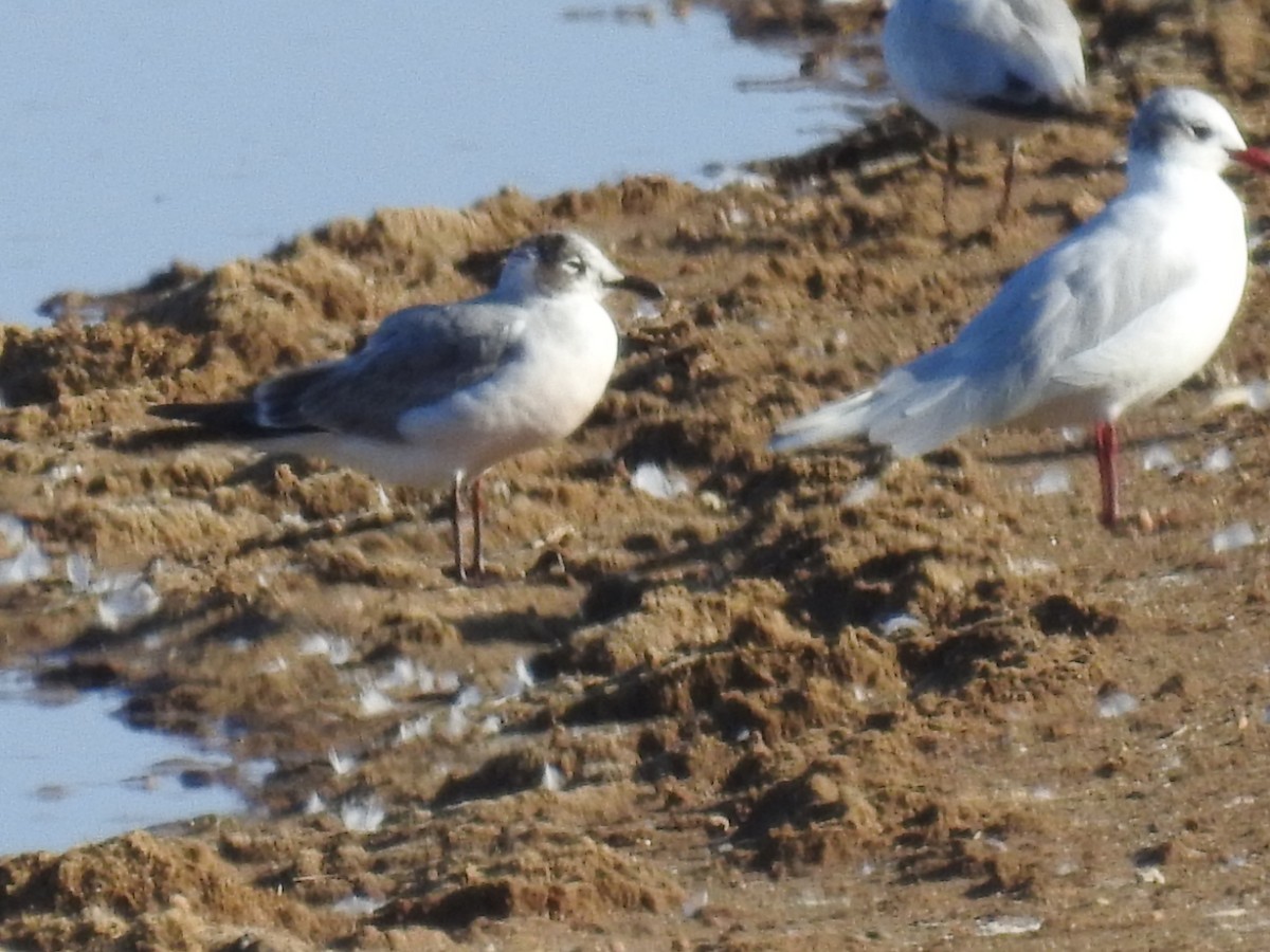 Franklin's Gull - Adelino García Andrés