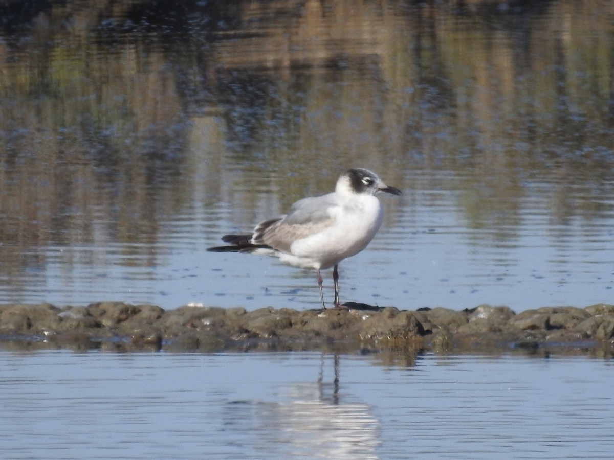 Franklin's Gull - Adelino García Andrés