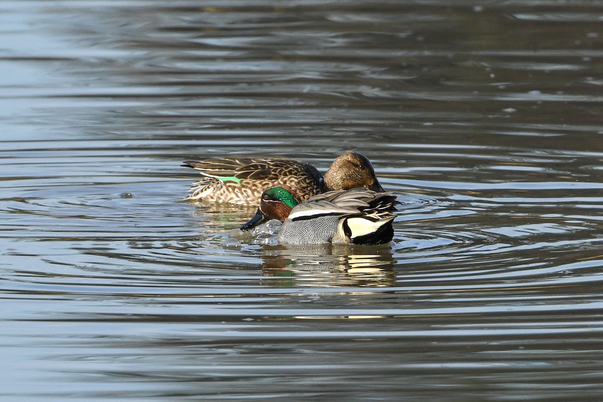 Green-winged Teal - Maryse Neukomm