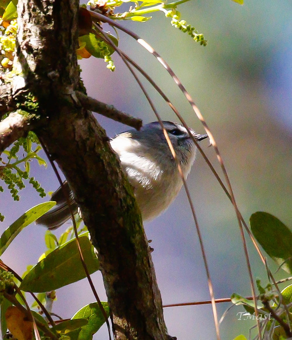 Golden-crowned Kinglet - ML210930851