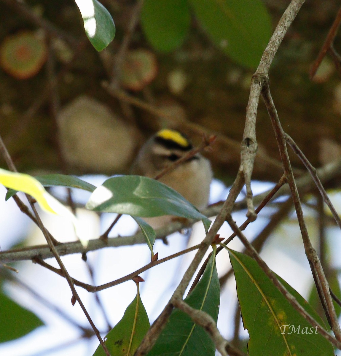 Golden-crowned Kinglet - Tom Mast