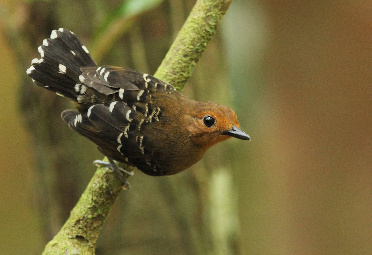 Common Scale-backed Antbird - David Beadle