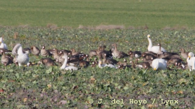 Red-breasted Goose - ML210931071