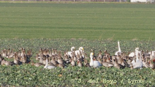 Cisne Chico (paleártico) - ML210931221